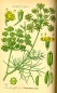 Preview: Fenchel braun (bitter) bio